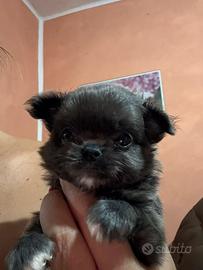 Chihuahua