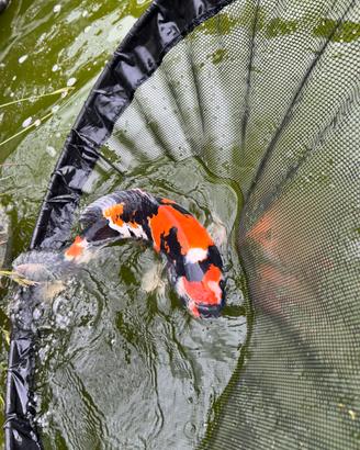 Carpa koi