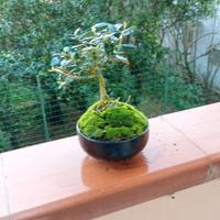 mini bonsai di ulivo