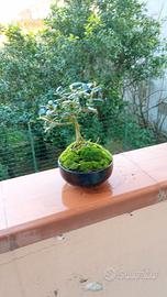 mini bonsai di ulivo