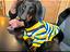 Immagine 3