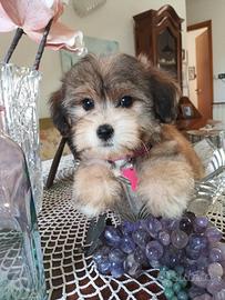 Maltese/Yorkshire