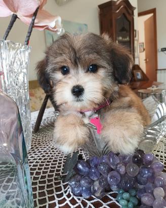Maltese/Yorkshire