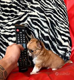 Chihuahua maschio caramello pelo lungo mini