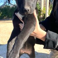 Cuccioli dolci meticci tipo pit neri adotta