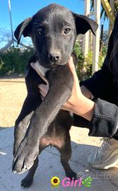 Cuccioli dolci meticci tipo pit neri adotta