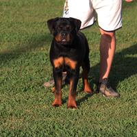 Splendidi cucciolotti di Rottweiler alta genealogi