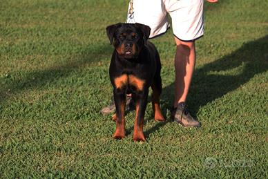 Splendidi cucciolotti di Rottweiler alta genealogi