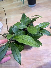 Talee di Hoya