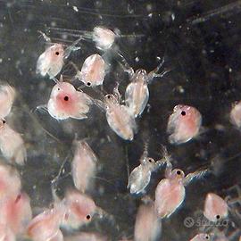 Moina pulce d'acqua acquario 