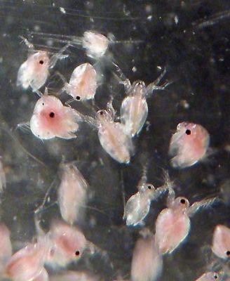 Moina pulce d'acqua acquario 