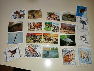 Figurine animali miste in blocco