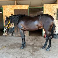 Cavallo andaluso castrone