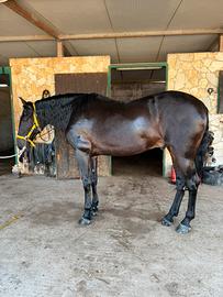 Cavallo andaluso castrone