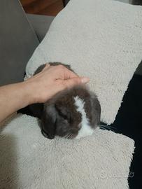 Mini Lop conigli