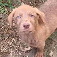 Maschi e femmine cuccioli taglia media