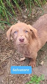 Maschi e femmine cuccioli taglia media