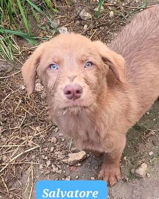 Maschi e femmine cuccioli taglia media