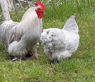 Gallina cocincina