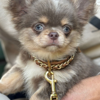 Cucciolo di chihuahua con pedigree Enci