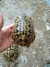 Tartarughe