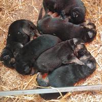 Cuccioli di pastore tedesco con pedigree