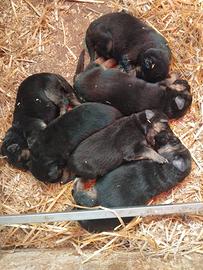 Cuccioli di pastore tedesco con pedigree