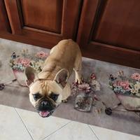 Un cucciolo di bulldog francese