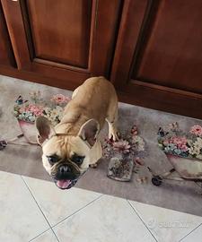 Un cucciolo di bulldog francese