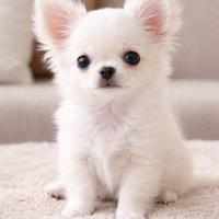 Chihuahua cucciolo maschio toy