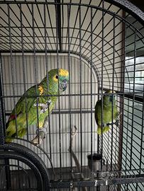 Coppia pappagalli Amazzoni Fronte Blu 3 anni