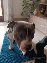 American bully