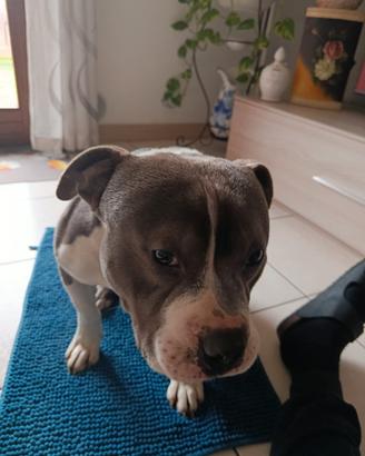American bully