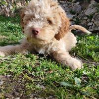 Cuccioli di Lagotto