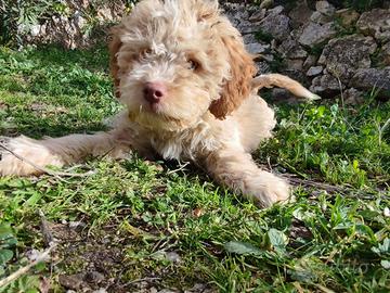 Cuccioli di Lagotto