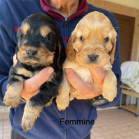 Cocker cuccioli con Pedigree ENCI