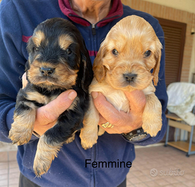 Cocker cuccioli con Pedigree ENCI