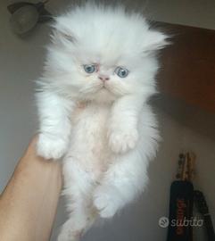 Gatto persiano 