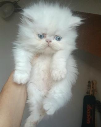 Gatto persiano 