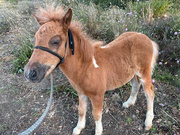 Pony femmina