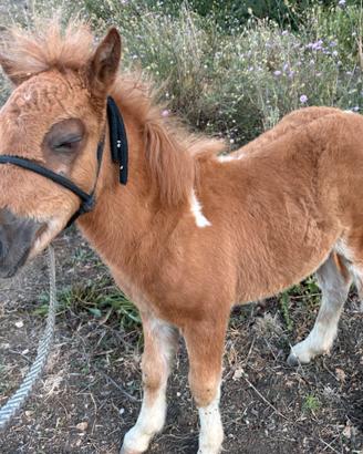 Pony femmina