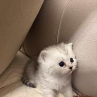 Gatto shortin british