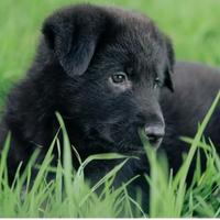 Cucciola di Pastore tedesco