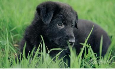 Cucciola di Pastore tedesco