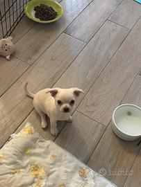 Chihuahua maschio