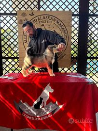 Cuccioli Alaskan Malamute