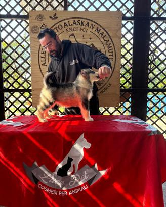 Cuccioli Alaskan Malamute