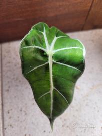 Alocasia amazzonica "Polly" baby