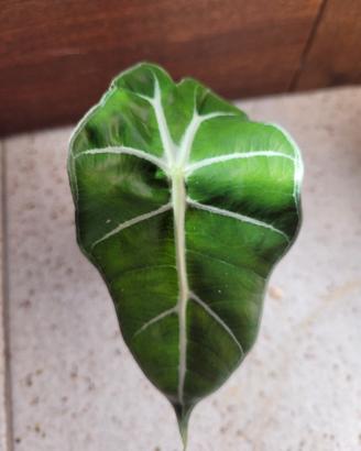 Alocasia amazzonica "Polly" baby