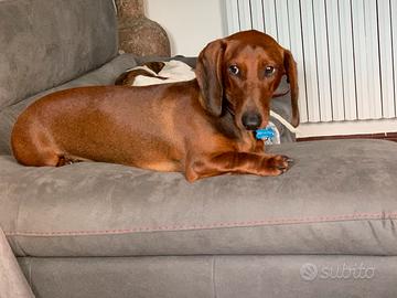 Bassotto standard per monta